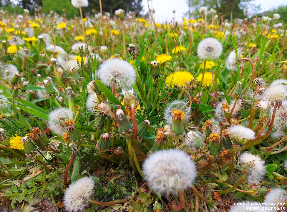 68097PeCrNrUsmLe - A lovely afternoon walk - Field of Dreams